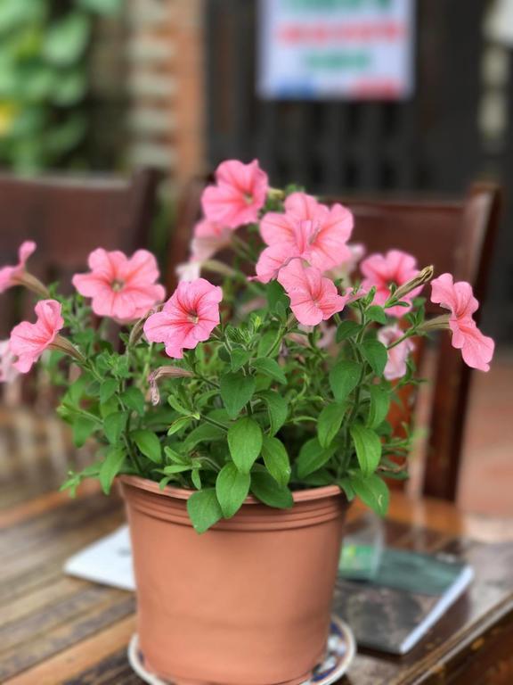 Thao Nguyen Phat Homestay Hoi An Zewnętrze zdjęcie